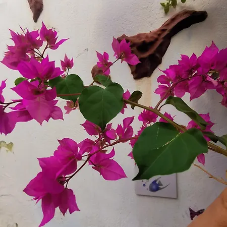 בית הארחה Eden Sardina